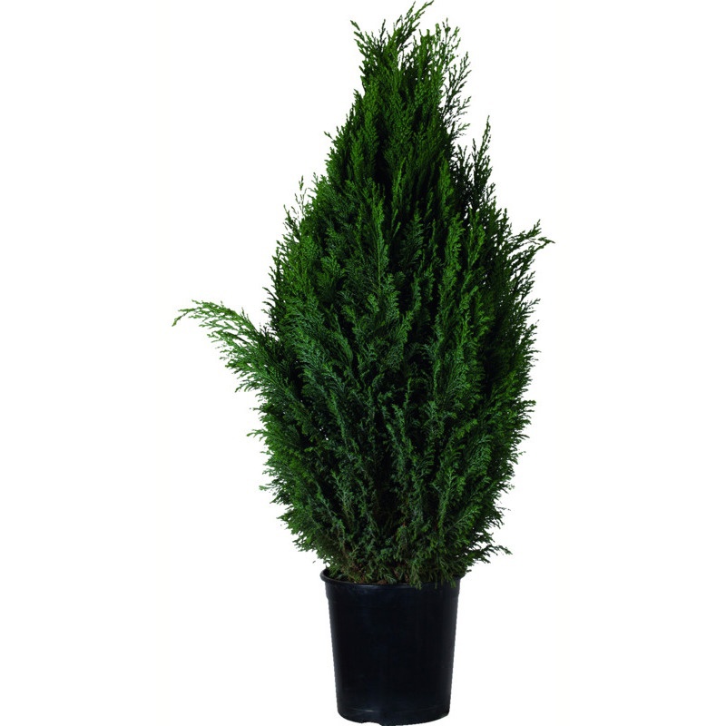 Ædelcypres, Chamaecyparis Lawsoniana Ellwoodii, Ø19 cm