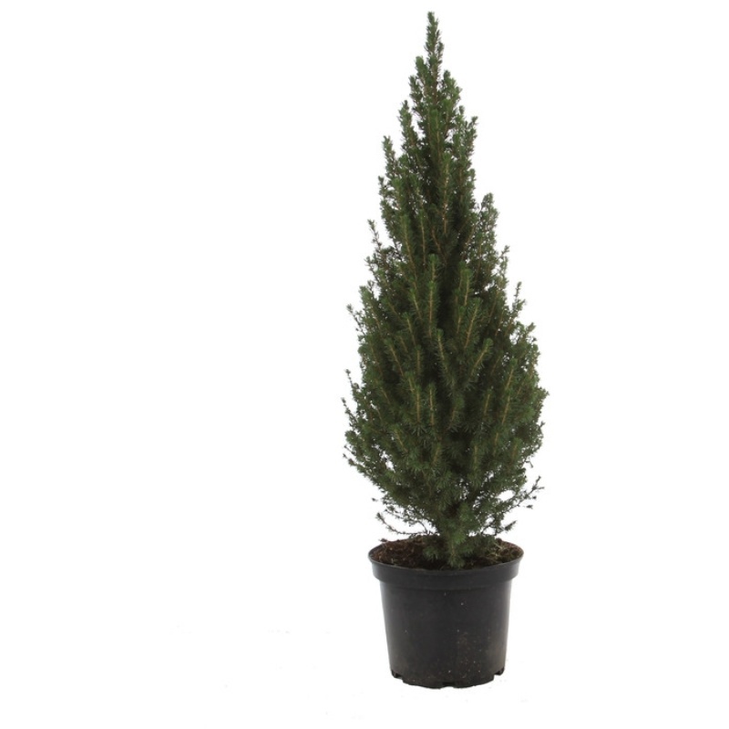 Sukkertopgran, Picea Glauca Conica, Ø13 cm