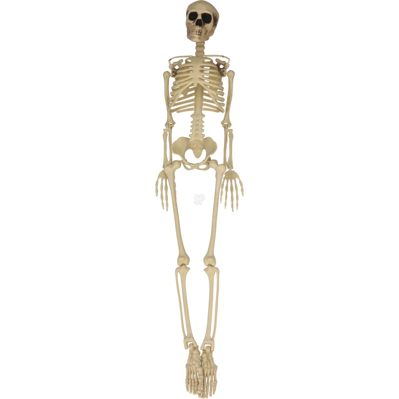 Skelet