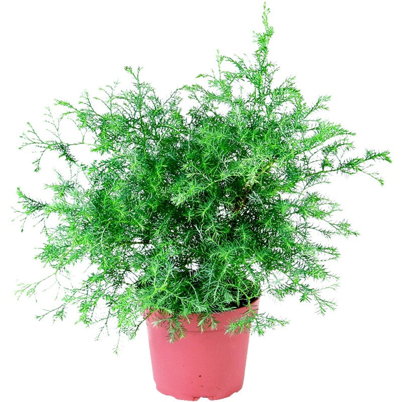 Enebær, Chamaecyp Pisifera Squarrosa, Ø13 cm