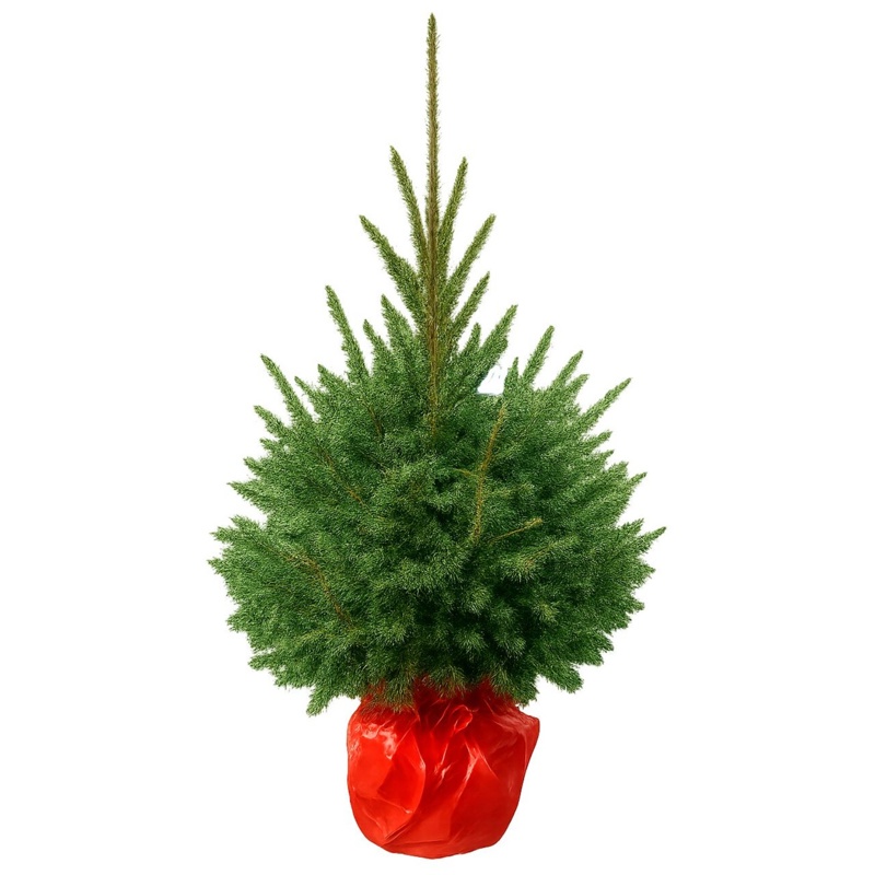 Juletræ i potte, rødgran, 60-80 cm