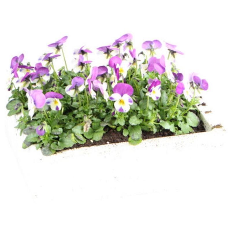 Hornviol, Viola, 8 stk.