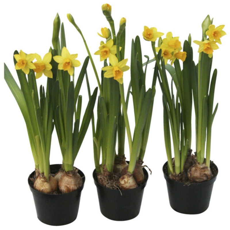 Påskelilje, Narcissus Cyclamineus Tete-a-tete, Ø9 cm