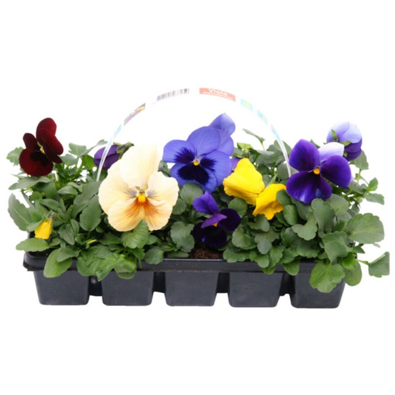 Stedmoder, Viola, 10 stk.