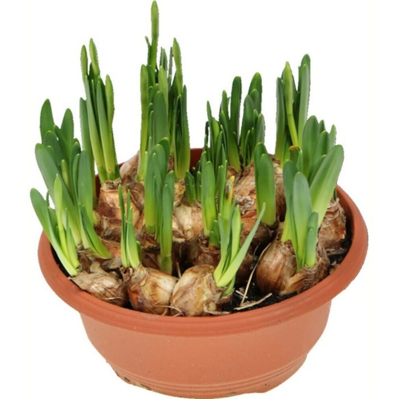 Påskeliljer, Narcissus tete-a-tete, mini