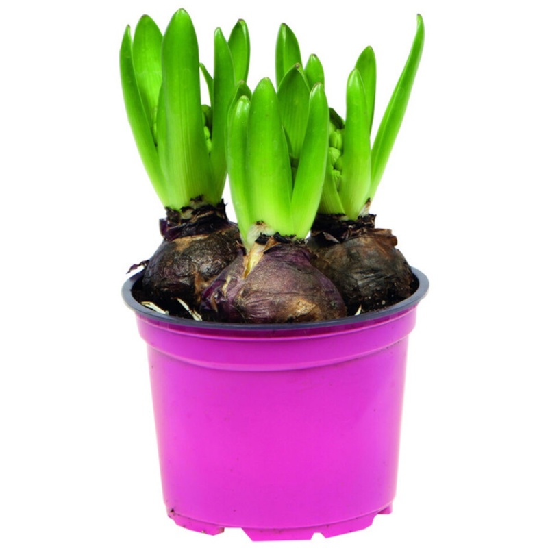 Hyacint, Hyacinthus Orientalis, 3 løg, Ø12 cm