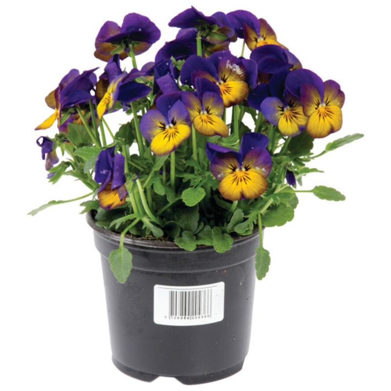 Hornviol, Viola Cornuta, Ø9 cm