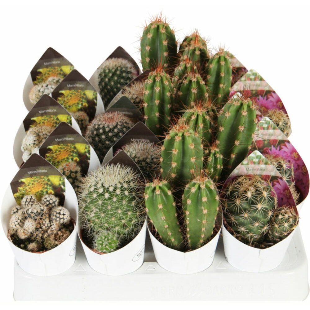 Kaktus mix, Ø6 cm - Silvan