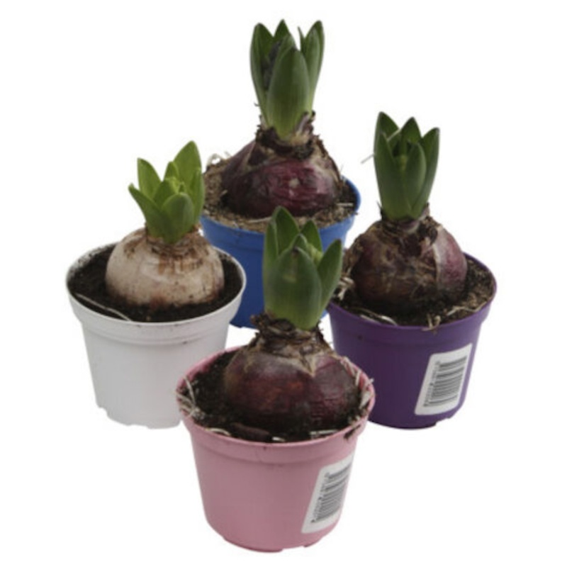 Hyacint, Hyacinthus orientalis, 1 løg, Ø8 cm