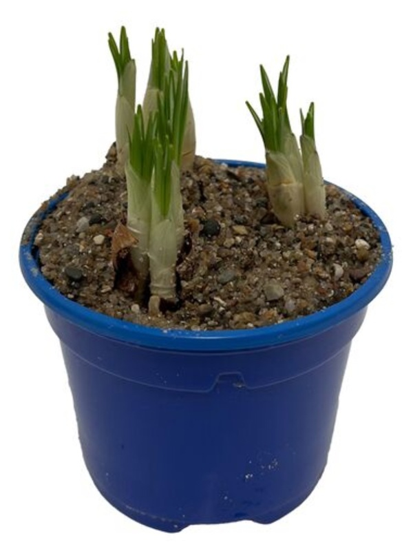 Krokus, blå, Ø9 cm