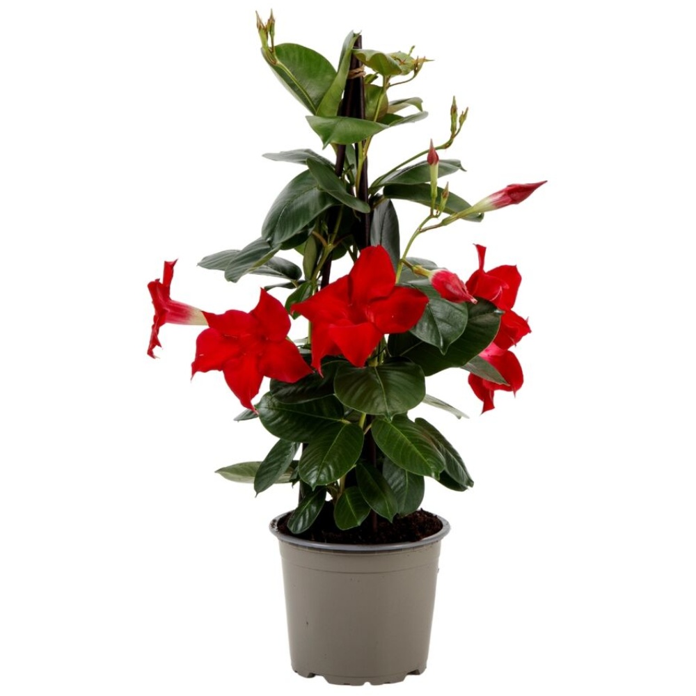 Dipladenia Blomst