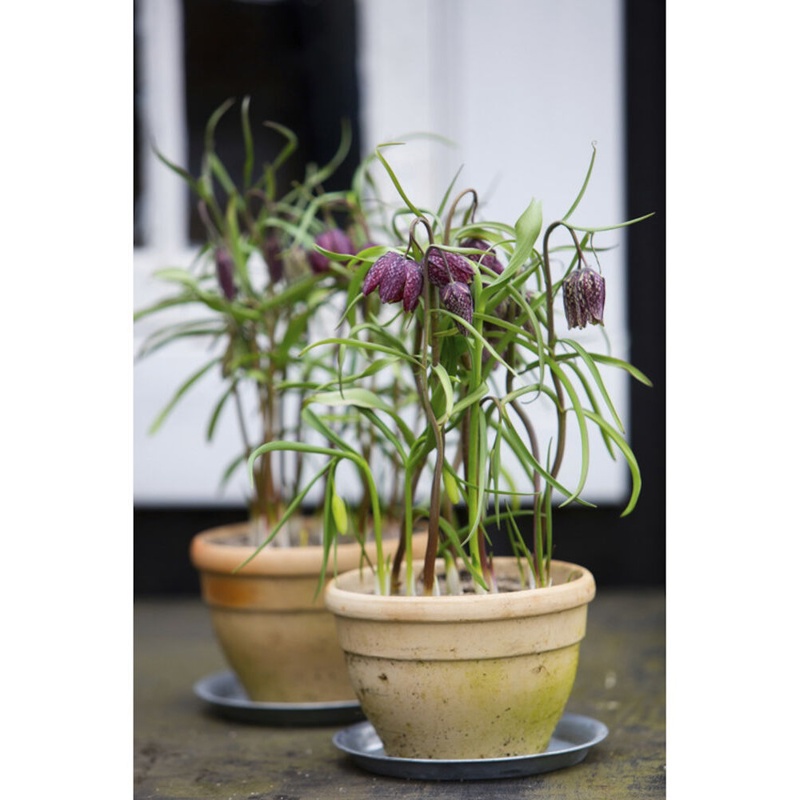 Vibeæg, Fritillaria, Ø9 cm