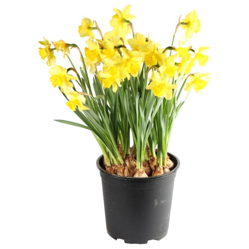 Påskelilje Carlton, Narcissus Pseudonarcissus, Ø25 cm