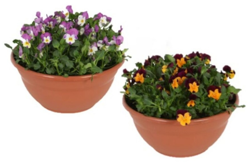 Viola, Hornvioler/Stedmoderblomster, Ø30 cm