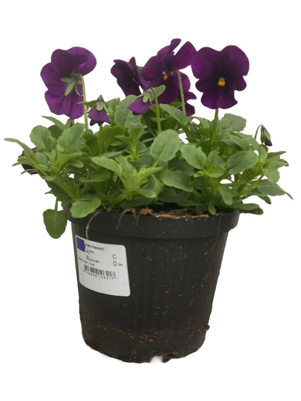 Hornviol, Viola Cornuta, Ø12 cm