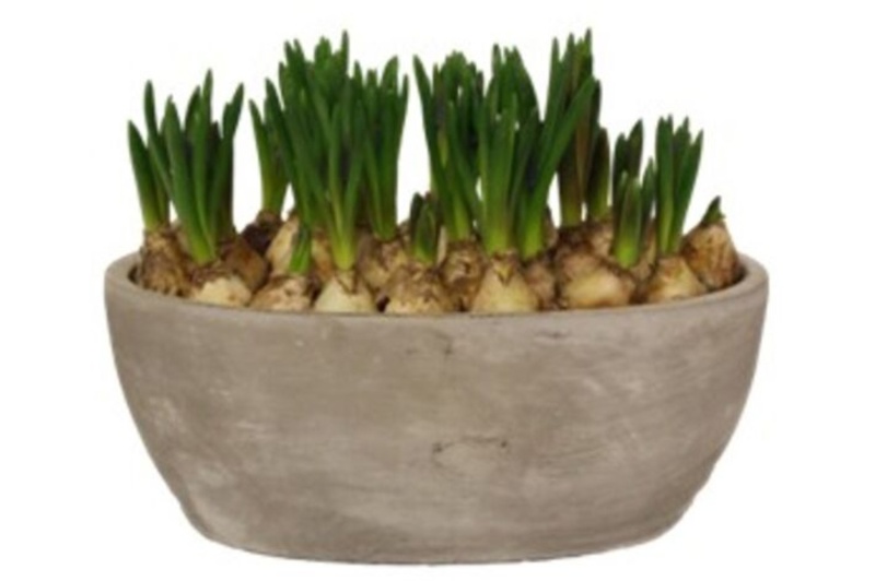 Blomsterløg i skjuler, Perlehyacint, Ø23 cm