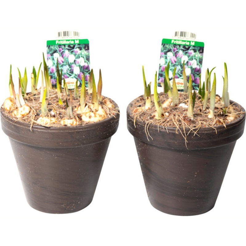 Vibeæg, Fritillaria, Ø15 cm