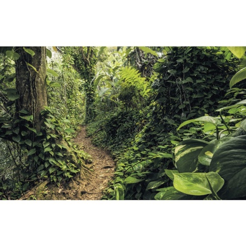 Komar, Fototapet, Path Of Dreams, 400x250 cm