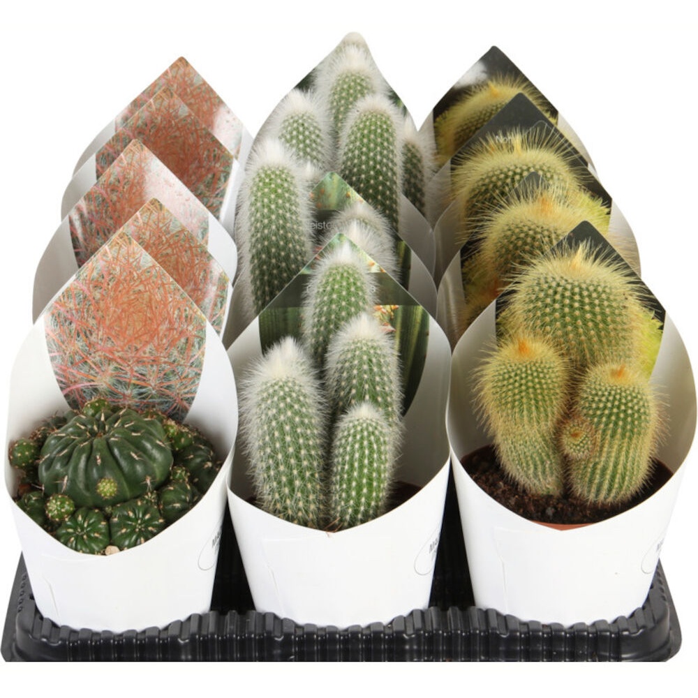 Kaktus mix m. cover, Ø10,5 cm - Silvan