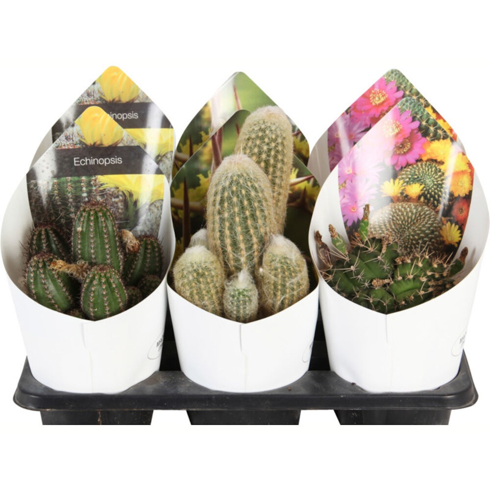 Kaktus mix m. cover, Ø16 cm - Silvan