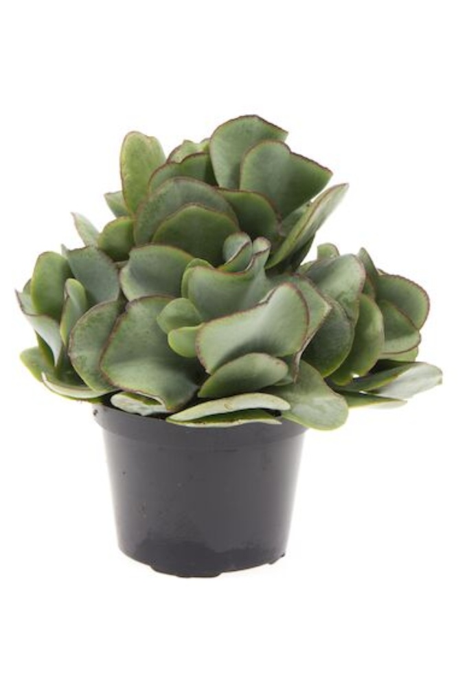 Pengetræ, Crassula Arborescens, Ø11-12 cm - Silvan