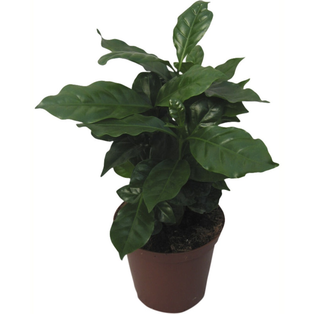 Kaffetræ, Coffea Arabica, Ø11 cm - Silvan