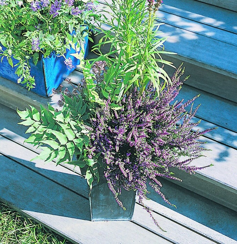 Forårslyng, Erica Carnea, Ø10 cm