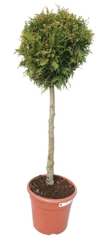 Confiere, opstammet, Ø27 cm