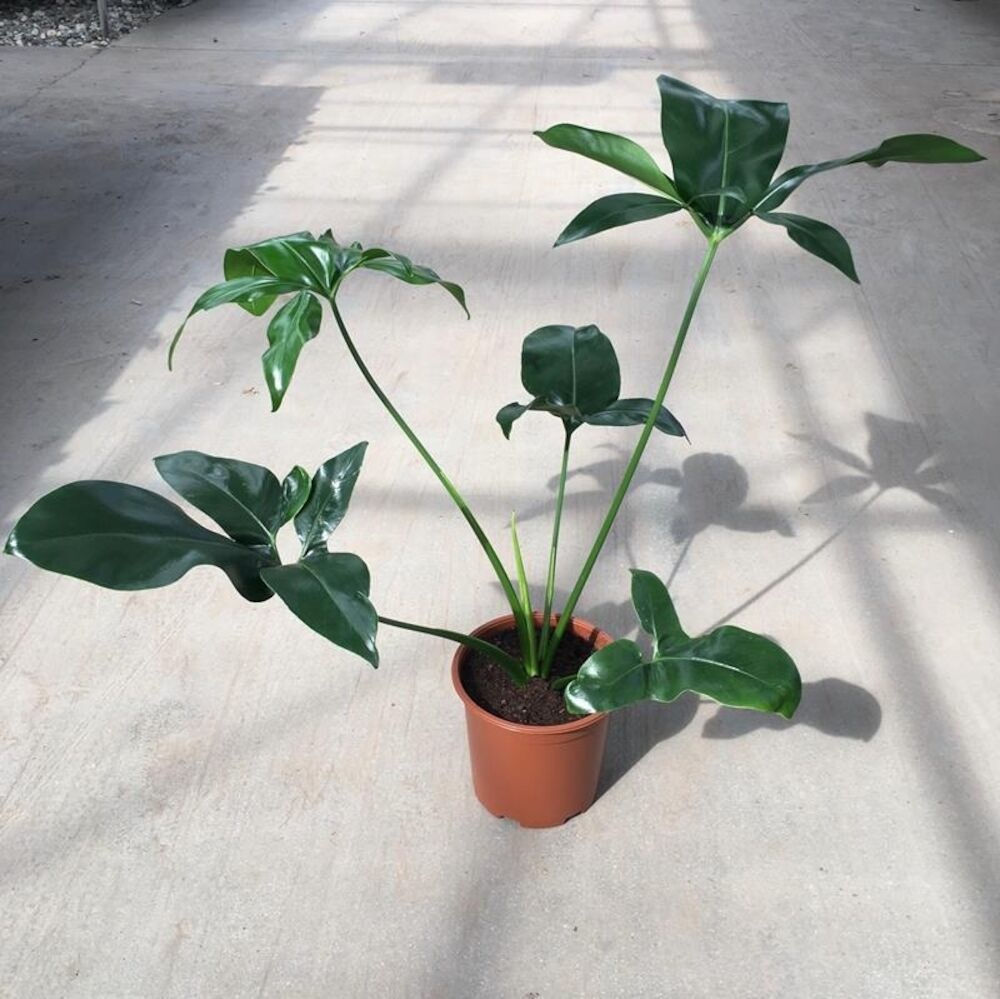 Dinofod, Philodendron Dino, 19 cm - Silvan