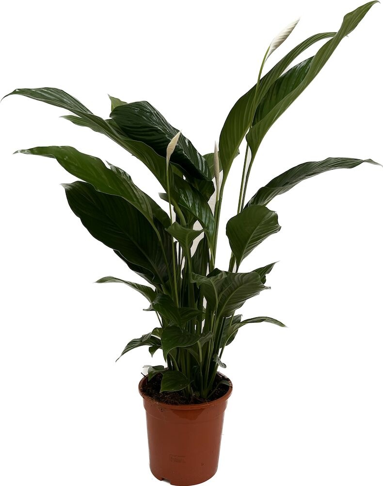 Einblatt Zimmerpflanze Spathiphyllum Lauretta - Frisches Grün Für Dein Zuhause, 90 Cm Hoch