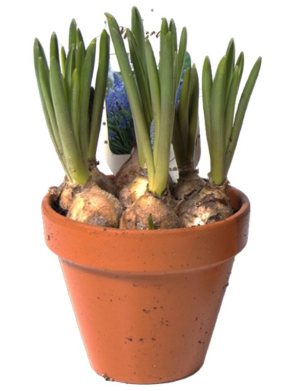 Perlehyacint, Muscari ’blue magic’, Ø10 cm