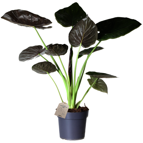 Elefant re Alocasia Wentii 24 Cm K b Stueplanter Online elefant-re-alocasia-wentii-24-cm-k-b-stueplanter-online