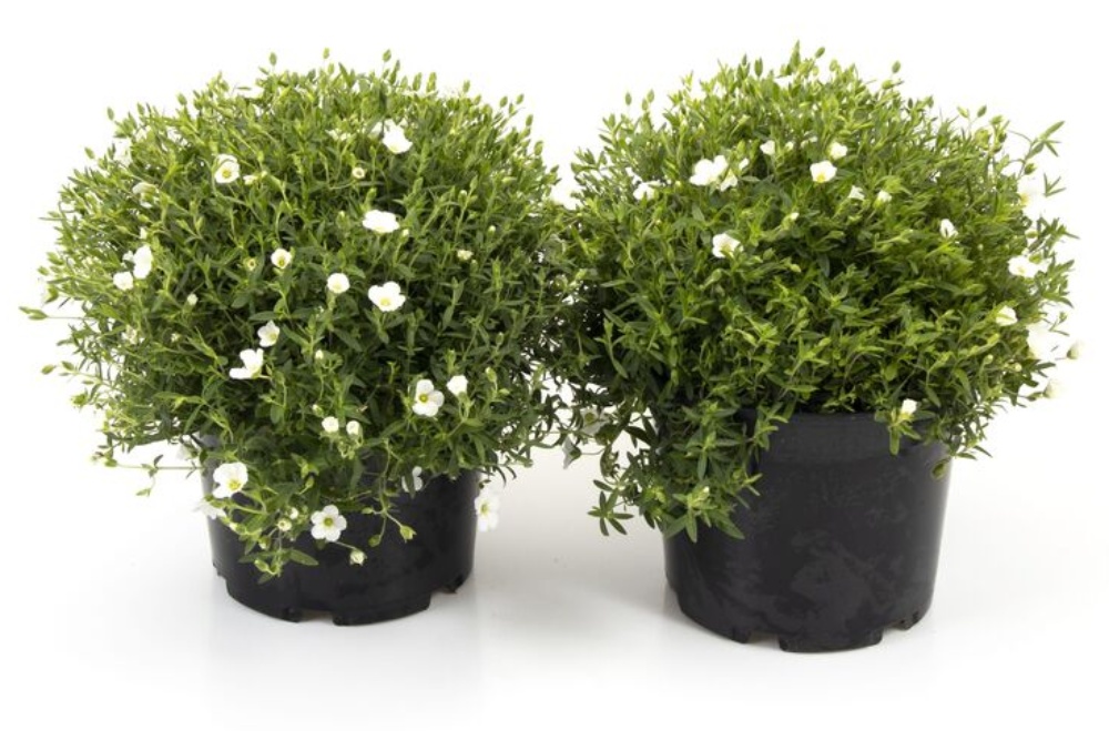 The HC Companies Fioriera In Plastica Arenaria 30,5 Cm - Con Sottovaso E Fori Di Drenaggio, Per Interni/Esterni, Resistente UV