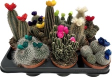 mammillaria formosa Hairy Mammillaria formosa Cactus