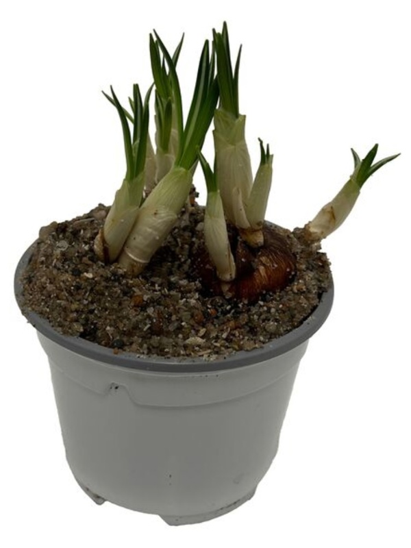 Krokus, Pickwich, Ø9 cm