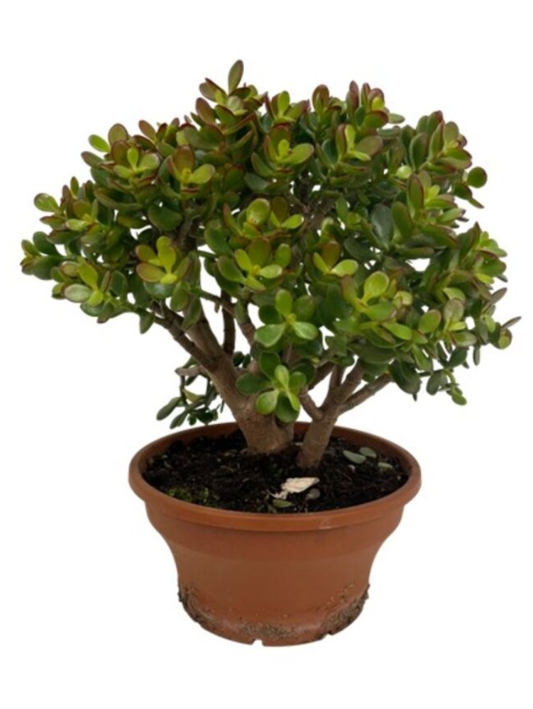 Pengetræ, Crassula Mix, Ø25 cm - Køb Stueplanter online