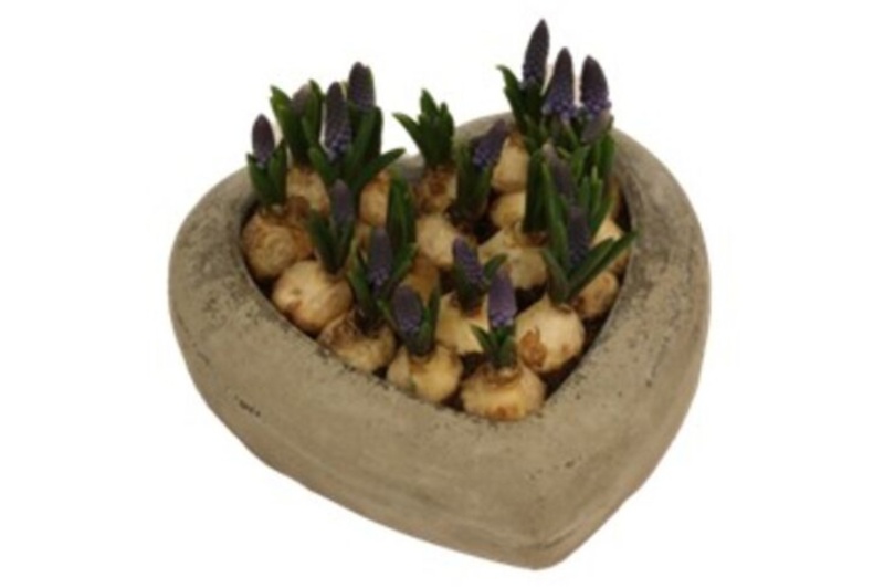 Perlehyacint i krukke, Muscari, Ø23 cm