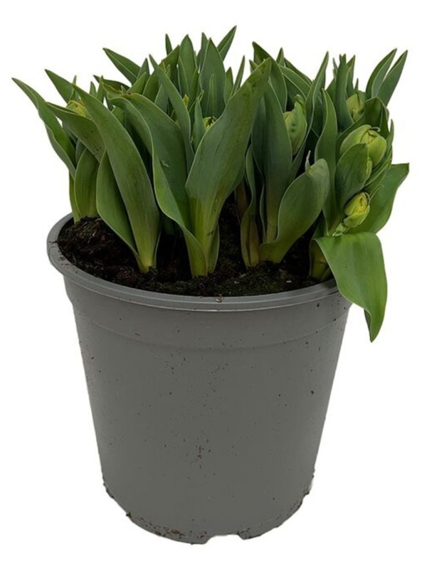 Tulipaner, Ø27 cm