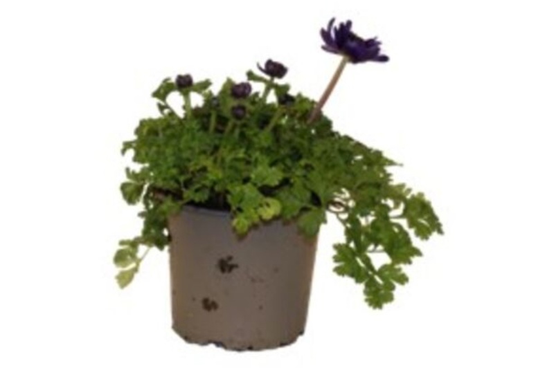 Anemone, Coronaria, Ø12 cm