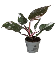 plant lavatera Lavatera Pink Regis – Floret Library main image 1