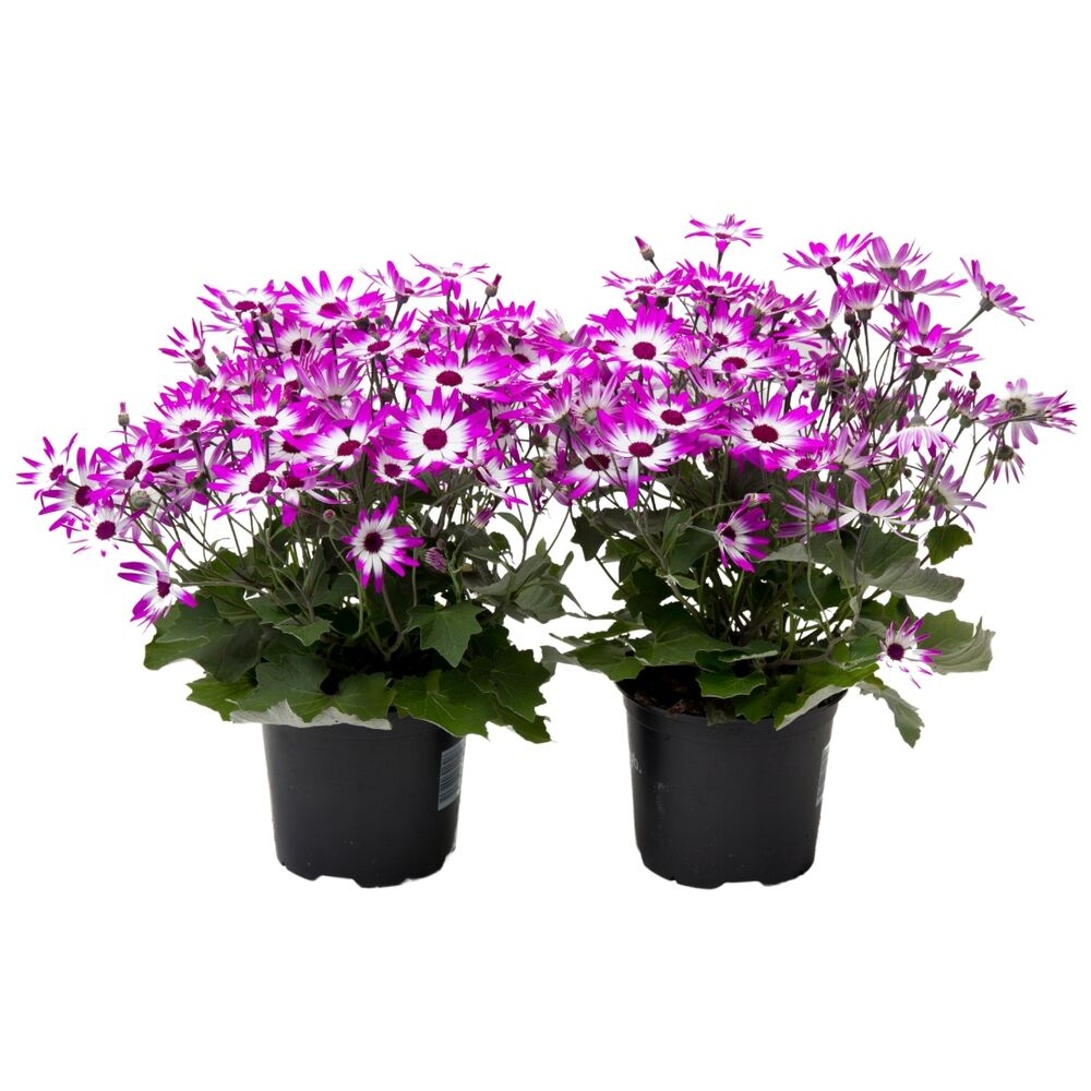 Pericallis Senetti Winterhart