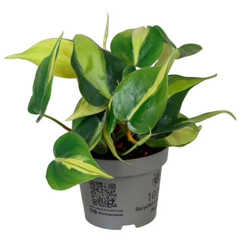 philodendron gloriosum white veins Philodendron gloriosum: rare, unique velvety foliage! – plantandstories