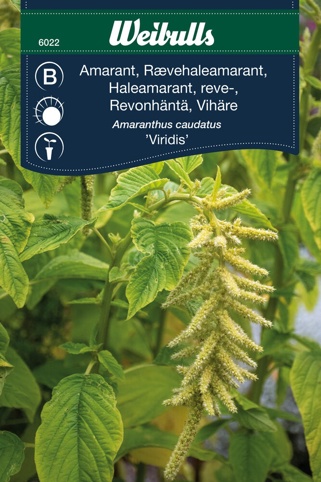 Blomsterfrø, Amarant Viridis, Rævehaleamarant