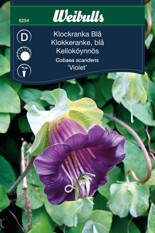 Blomsterfrø, Klokkeranke, Violet