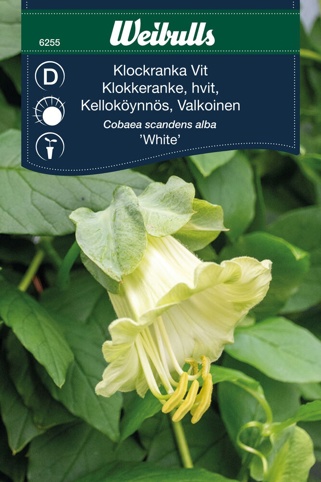 Blomsterfrø, Klokkeranke, white
