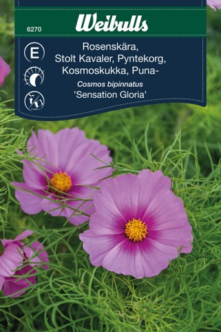 Blomsterfrø, Stolt Kavaler, Sensation Gloria