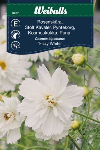 Blomsterfrø, Stolt Kavaler, Fizzy White
