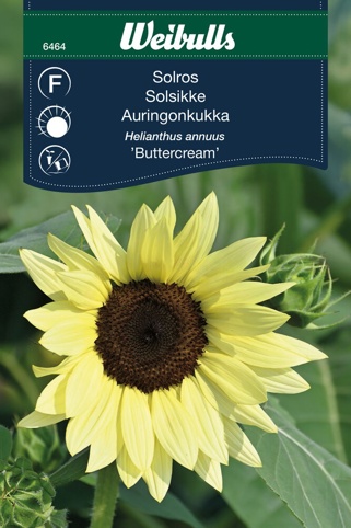 Blomsterfrø, Solsikke, Buttercream