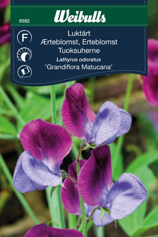 Blomsterfrø, Ærteblomst, Grandiflora Matucana