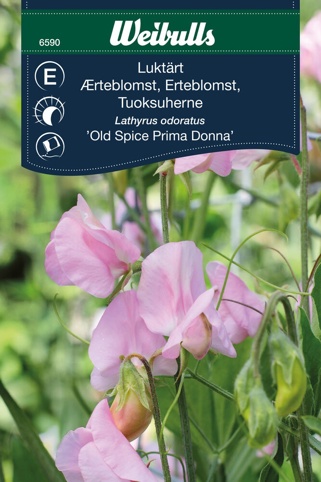 Blomsterfrø, Ærteblomst, Old Spice Prima Donna